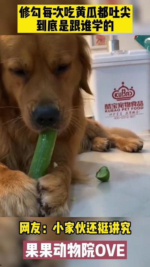 爱看吃瓜的狗,揭秘宠物界的八卦达人