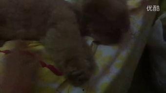 姐弟吃瓜的视频,笑料百出，揭秘娱乐圈幕后趣闻