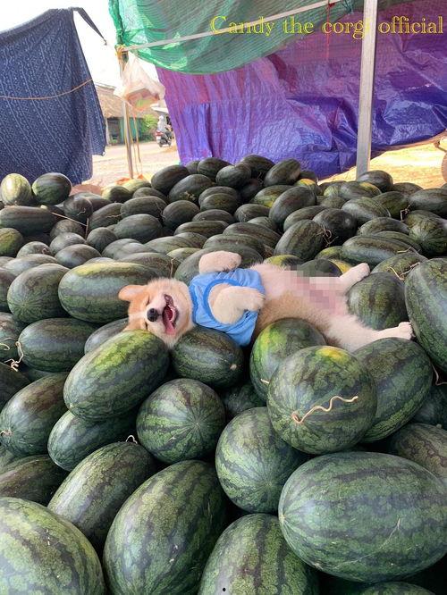 最近吃瓜图片大全