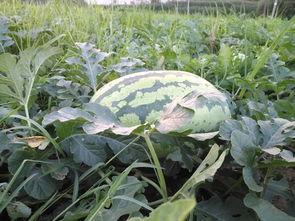 甜子哟吃瓜,揭秘娱乐圈那些不为人知的幕后故事