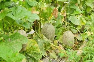 在瓜地吃哈密瓜,瓜地里的哈密瓜盛宴