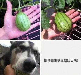 吃瓜搞笑西瓜图片,搞笑西瓜图片带你欢乐一夏