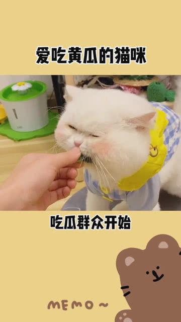 吃瓜开头句子,吃瓜群众视角下的娱乐圈风云录