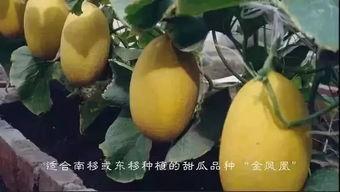 喜欢吃瓜的瓜民,揭秘瓜民们的美食盛宴