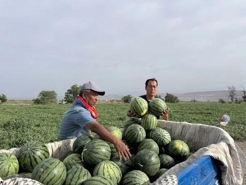 后山吃瓜,揭秘乡村美食的秘密花园