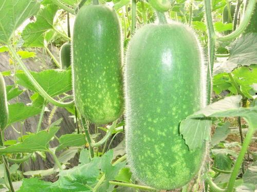 地煞十星吃大瓜,揭秘神秘大瓜背后的惊天秘密