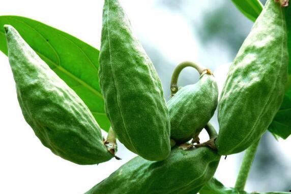 叶山角瓜怎么吃,探索美味与健康的完美结合