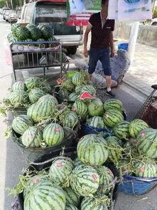 长垣吃瓜大事件,揭秘背后真相与网络狂欢